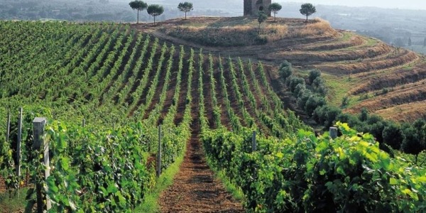 Červen 2024 - Nové ročníky vín z italských regionů